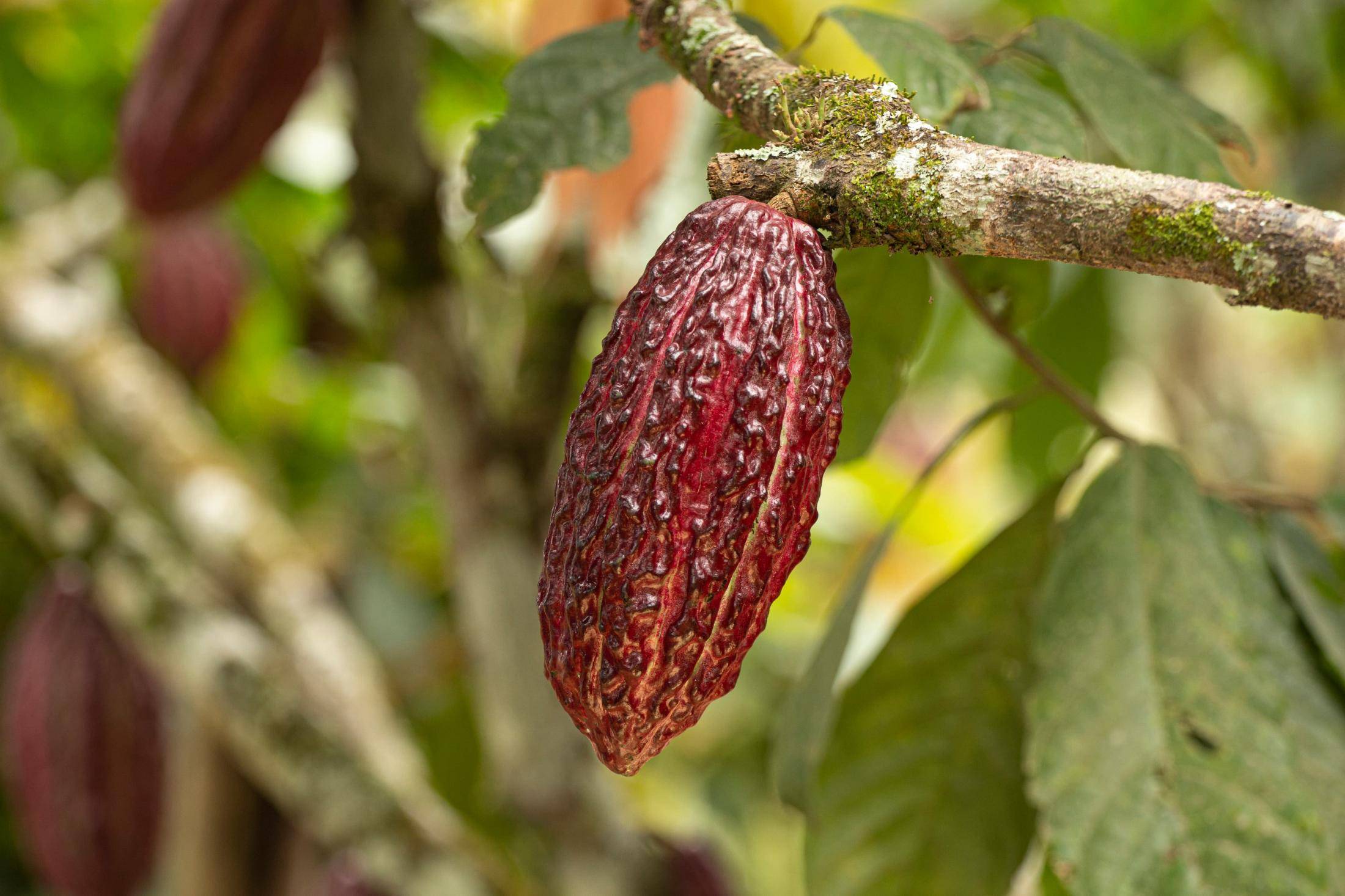Barry Callebaut Annual Report 2020/21